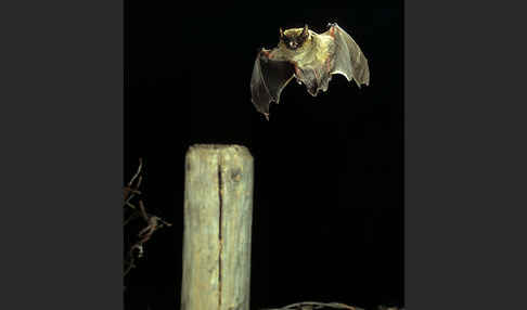 Weißrandfledermaus (Pipistrellus kuhli)