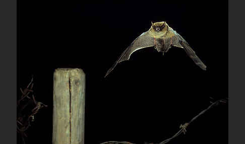 Weißrandfledermaus (Pipistrellus kuhli)