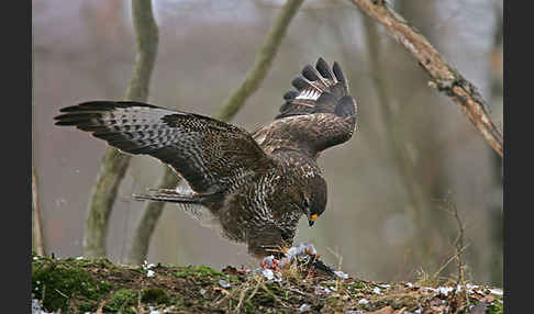 Mäusebussard (Buteo buteo)