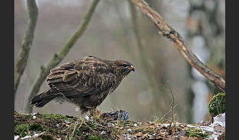 Mäusebussard (Buteo buteo)