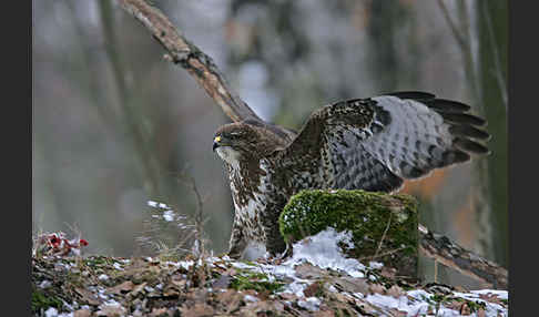 Mäusebussard (Buteo buteo)