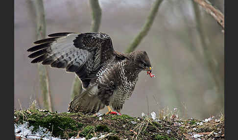 Mäusebussard (Buteo buteo)