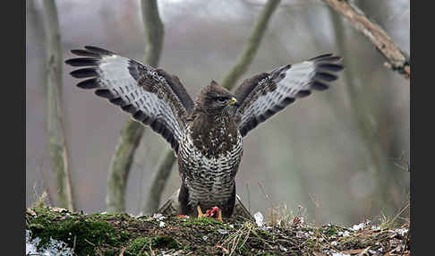 Mäusebussard (Buteo buteo)