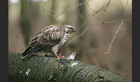 Mäusebussard (Buteo buteo)