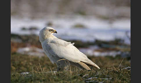 Mäusebussard (Buteo buteo)