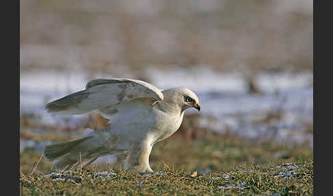 Mäusebussard (Buteo buteo)