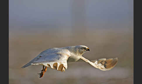 Mäusebussard (Buteo buteo)