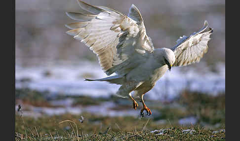 Mäusebussard (Buteo buteo)