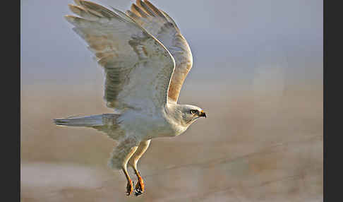 Mäusebussard (Buteo buteo)