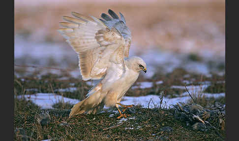 Mäusebussard (Buteo buteo)