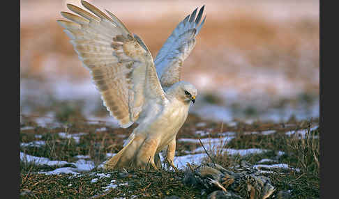 Mäusebussard (Buteo buteo)