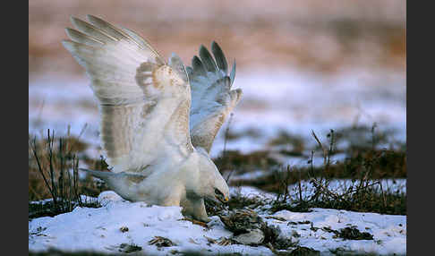 Mäusebussard (Buteo buteo)