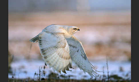 Mäusebussard (Buteo buteo)