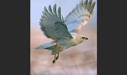 Mäusebussard (Buteo buteo)