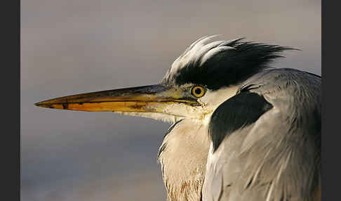 Graureiher (Ardea cinerea)