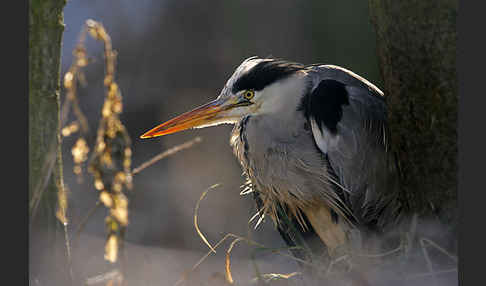 Graureiher (Ardea cinerea)