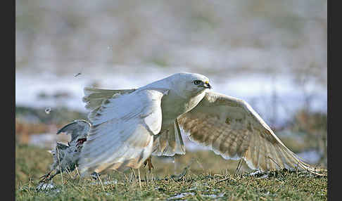 Mäusebussard (Buteo buteo)