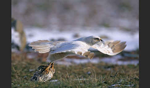 Mäusebussard (Buteo buteo)