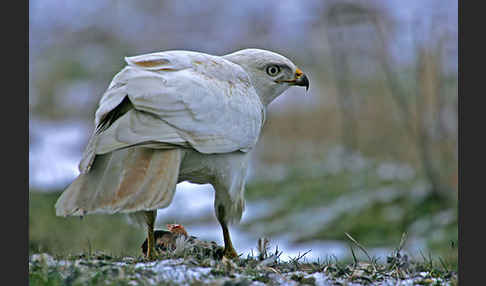 Mäusebussard (Buteo buteo)