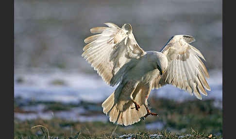 Mäusebussard (Buteo buteo)