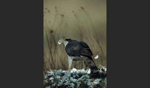 Habicht (Accipiter gentilis)