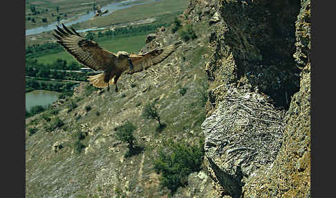 Adlerbussard (Buteo rufinus)