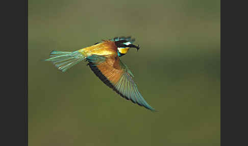 Bienenfresser (Merops apiaster)