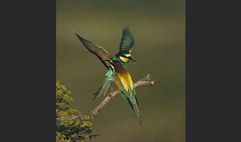 Bienenfresser (Merops apiaster)