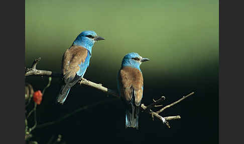 Blauracke (Coracias garrulus)