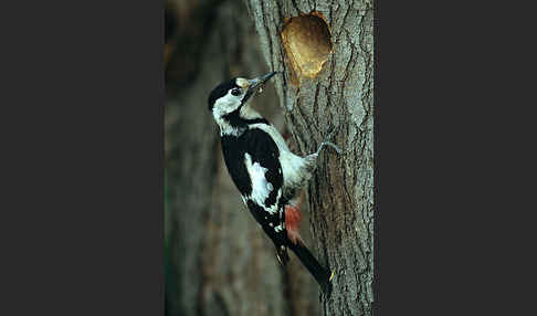 Blutspecht (Dendrocopus syriacus)