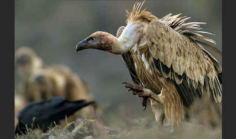 Gänsegeier (Gyps fulvus)