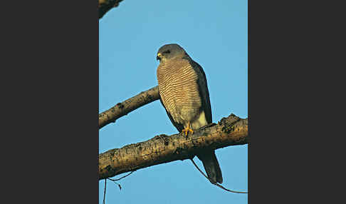 Kurzfangsperber (Accipiter brevipes)