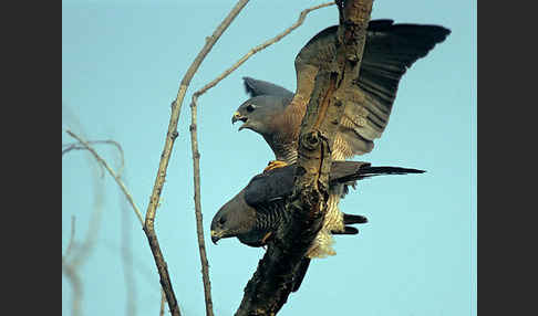 Kurzfangsperber (Accipiter brevipes)