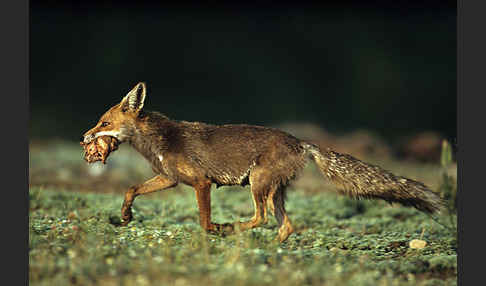 Rotfuchs (Vulpes vulpes)