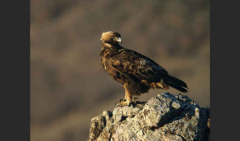 Steinadler (Aquila chrysaetos)