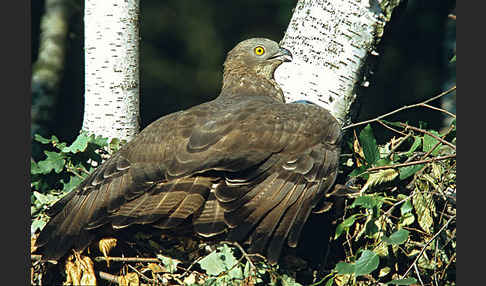 Wespenbussard (Pernis apivorus)