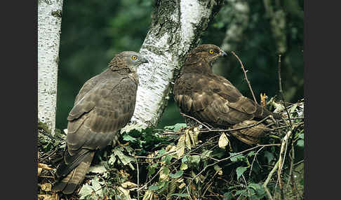 Wespenbussard (Pernis apivorus)