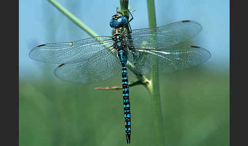 Südliche Mosaikjungfer (Aeshna affinis)