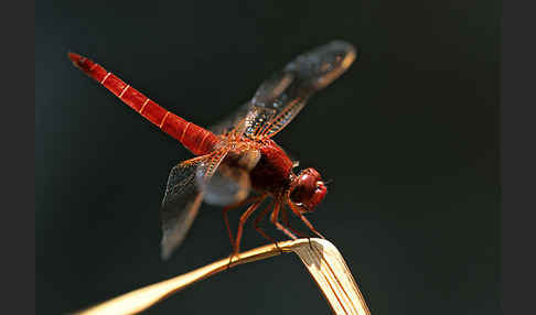 Feuerlibelle (Crocothemis erythraea)