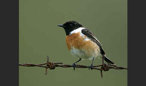 Schwarzkehlchen (Saxicola torquata)