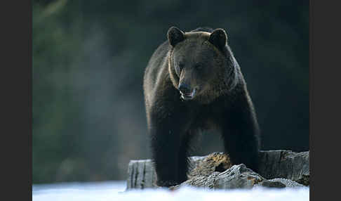 Braunbär (Ursus arctos)