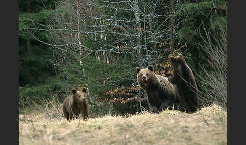 Braunbär (Ursus arctos)