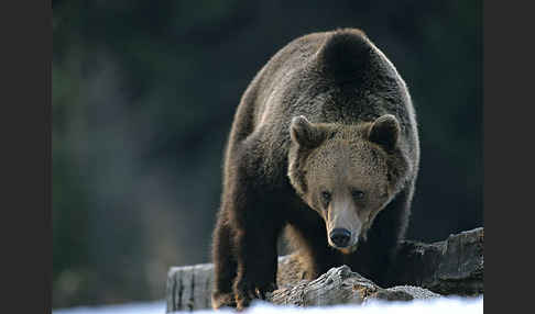 Braunbär (Ursus arctos)