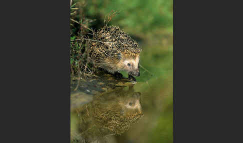 Igel (Erinaceus europaeus)