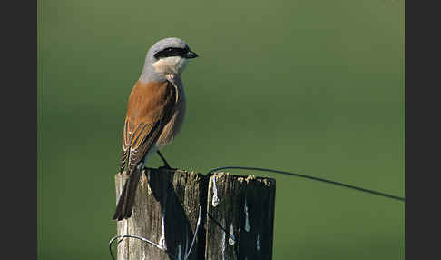 Neuntöter (Lanius collurio)