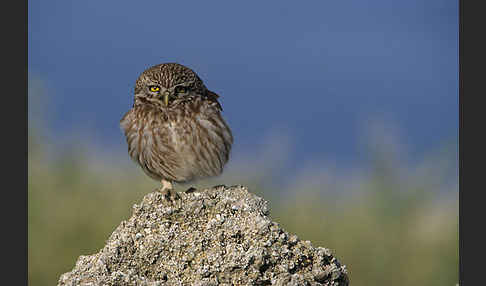 Steinkauz (Athene noctua)