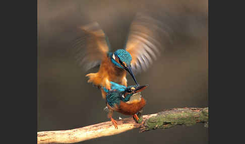 Eisvogel (Alcedo atthis)