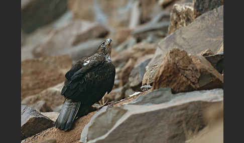 Habichtsadler (Aquila fasciata)