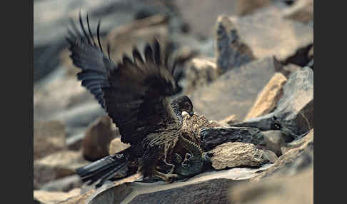 Habichtsadler (Aquila fasciata)