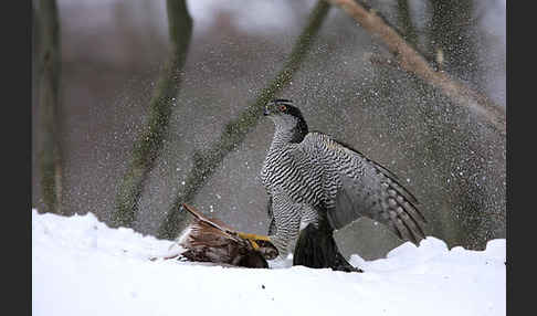 Habicht (Accipiter gentilis)